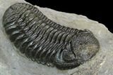 Morocops Trilobite - Great Shell Detail #125281-3